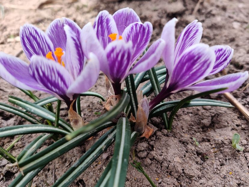 Pickwick - Crocus - branduse