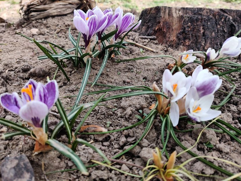  - Crocus - branduse