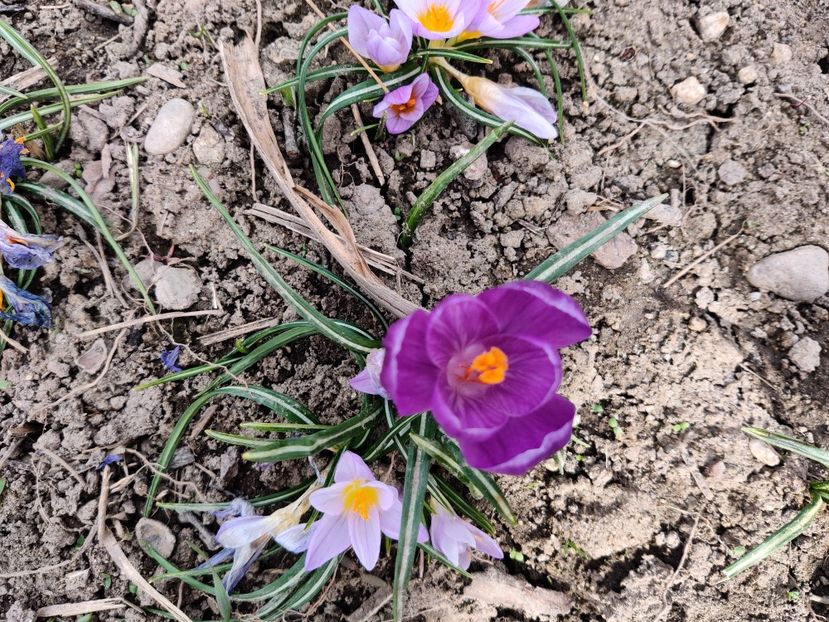  - Crocus - branduse