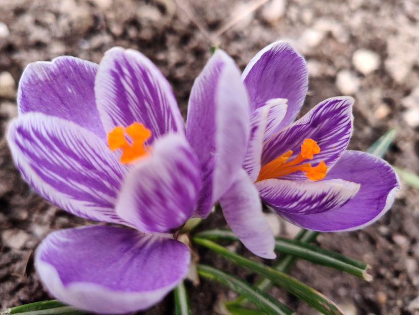  - Crocus - branduse
