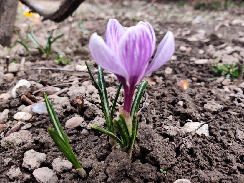  - Crocus - branduse