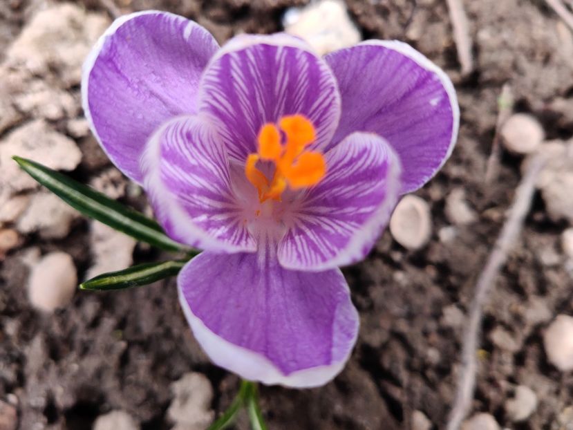  - Crocus - branduse