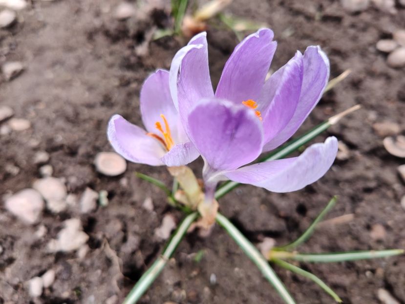  - Crocus - branduse