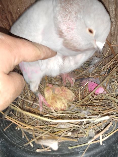  - Porumbeii mei 2021