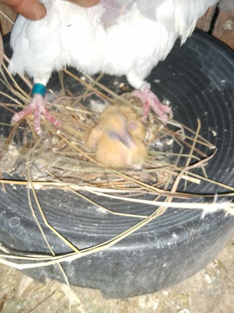  - Porumbeii mei 2021