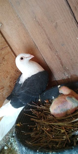 USER_SCOPED_TEMP_DATA_MSGR_PHOTO_FOR_UPLOAD_1616771200032_6781229911381402449 - Porumbeii mei 2021