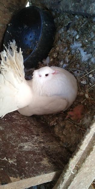 USER_SCOPED_TEMP_DATA_MSGR_PHOTO_FOR_UPLOAD_1616770983344_6781229002526331122 - Porumbeii mei 2021