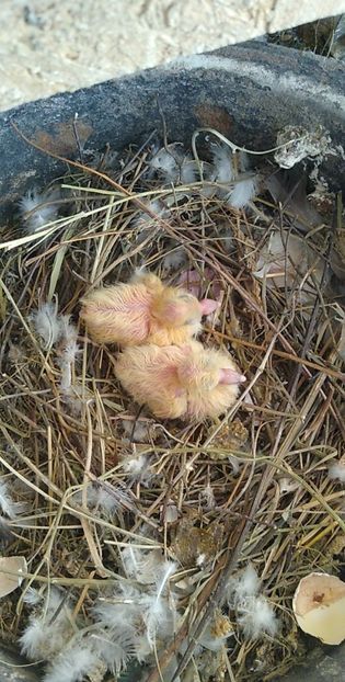 USER_SCOPED_TEMP_DATA_MSGR_PHOTO_FOR_UPLOAD_1616770538814_6781227138032404509 - Porumbeii mei 2021