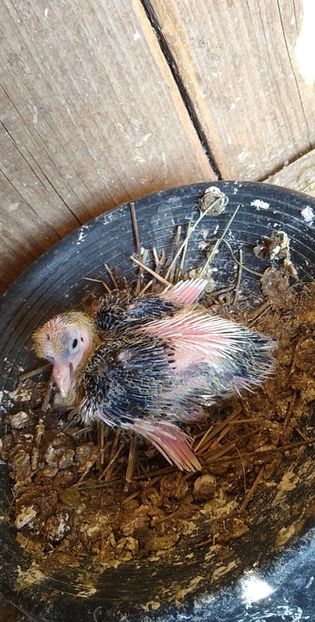 USER_SCOPED_TEMP_DATA_MSGR_PHOTO_FOR_UPLOAD_1616770425610_6781226663221338295 - Porumbeii mei 2021