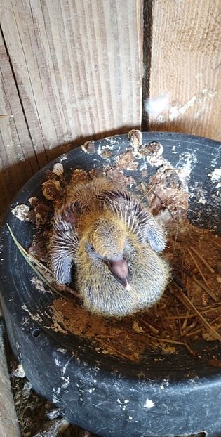 USER_SCOPED_TEMP_DATA_MSGR_PHOTO_FOR_UPLOAD_1616770415922_6781226622587398060 - Porumbeii mei 2021