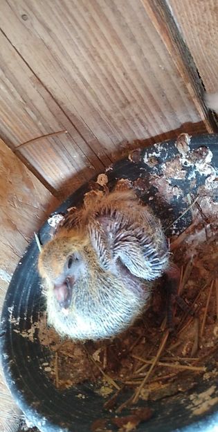 USER_SCOPED_TEMP_DATA_MSGR_PHOTO_FOR_UPLOAD_1616770411065_6781226602215419541 - Porumbeii mei 2021