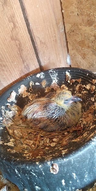 USER_SCOPED_TEMP_DATA_MSGR_PHOTO_FOR_UPLOAD_1616770373765_6781226445766951233 - Porumbeii mei 2021