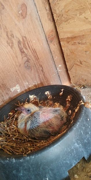 USER_SCOPED_TEMP_DATA_MSGR_PHOTO_FOR_UPLOAD_1616770389292_6781226510889845086 - Porumbeii mei 2021