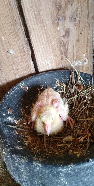 USER_SCOPED_TEMP_DATA_MSGR_PHOTO_FOR_UPLOAD_1616770355588_6781226369527195462 - Porumbeii mei 2021