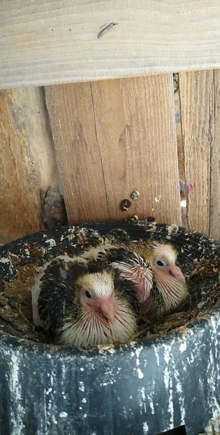 USER_SCOPED_TEMP_DATA_MSGR_PHOTO_FOR_UPLOAD_1616770328134_6781226254376779425 - Porumbeii mei 2021