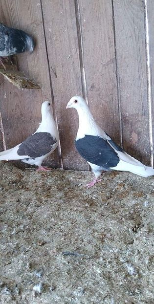 received_1436272986718574 - Porumbeii mei 2021