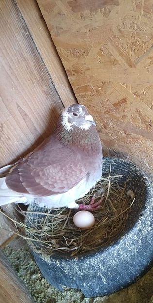 received_1185651708555311 - Porumbeii mei 2021