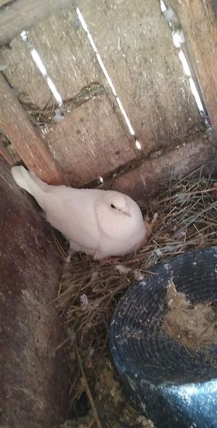 received_496922828141590 - Porumbeii mei 2021