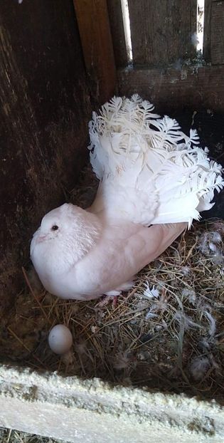 received_4021836261207213 - Porumbeii mei 2021