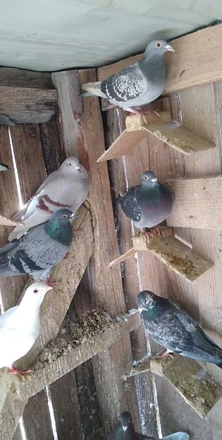 received_478726706639544 - Porumbeii mei 2021