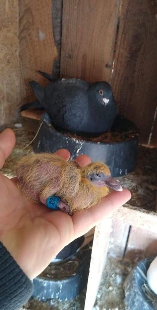 received_520234299367001 - Porumbeii mei 2021