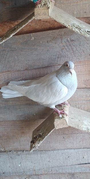 USER_SCOPED_TEMP_DATA_MSGR_PHOTO_FOR_UPLOAD_1616330767184_6779382602123914864 - Porumbeii mei 2021