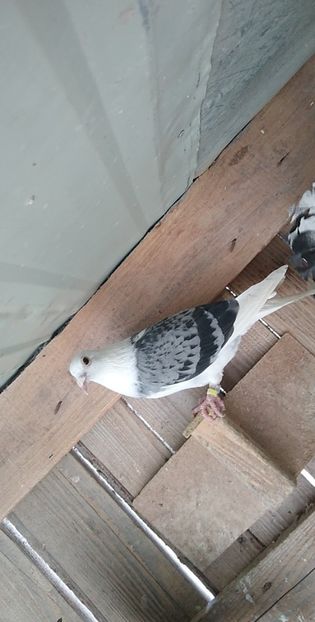 USER_SCOPED_TEMP_DATA_MSGR_PHOTO_FOR_UPLOAD_1616330714596_6779382381553839959 - Porumbeii mei 2021