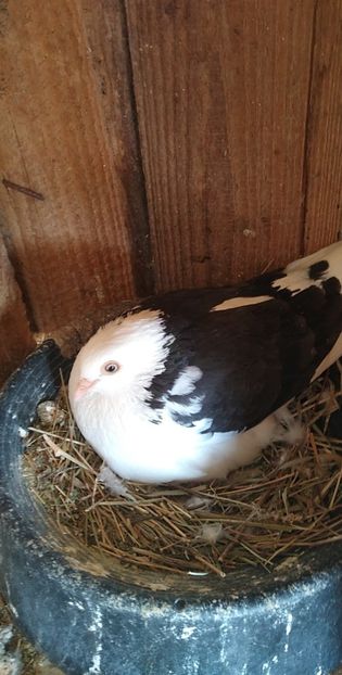 USER_SCOPED_TEMP_DATA_MSGR_PHOTO_FOR_UPLOAD_1616330649030_6779382106552466304 - Porumbeii mei 2021