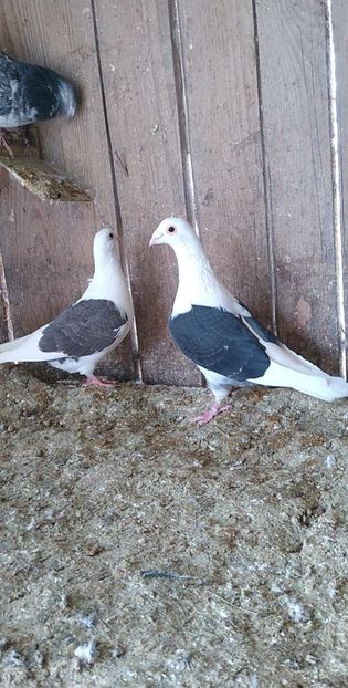 USER_SCOPED_TEMP_DATA_MSGR_PHOTO_FOR_UPLOAD_1616330675815_6779382218897269547 - Porumbeii mei 2021