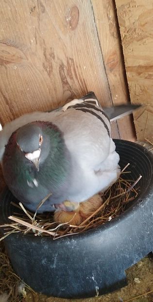 USER_SCOPED_TEMP_DATA_MSGR_PHOTO_FOR_UPLOAD_1616330620442_6779381986644598646 - Porumbeii mei 2021