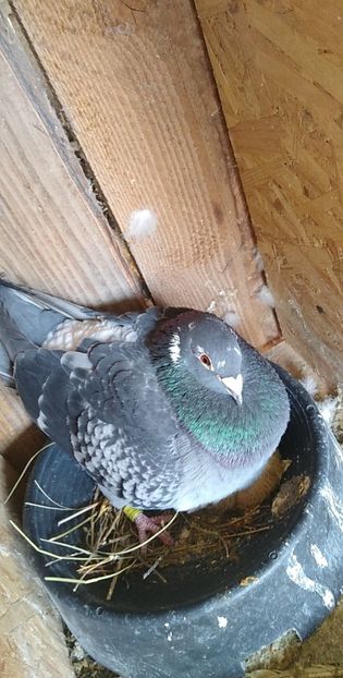 USER_SCOPED_TEMP_DATA_MSGR_PHOTO_FOR_UPLOAD_1616330613968_6779381959491094045 - Porumbeii mei 2021