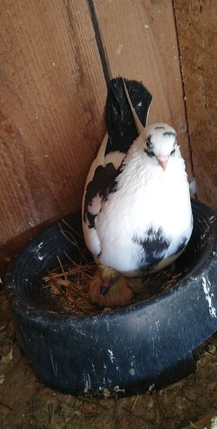 USER_SCOPED_TEMP_DATA_MSGR_PHOTO_FOR_UPLOAD_1616330603283_6779381914675939518 - Porumbeii mei 2021