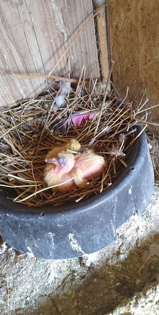 USER_SCOPED_TEMP_DATA_MSGR_PHOTO_FOR_UPLOAD_1616330592506_6779381869473118511 - Porumbeii mei 2021