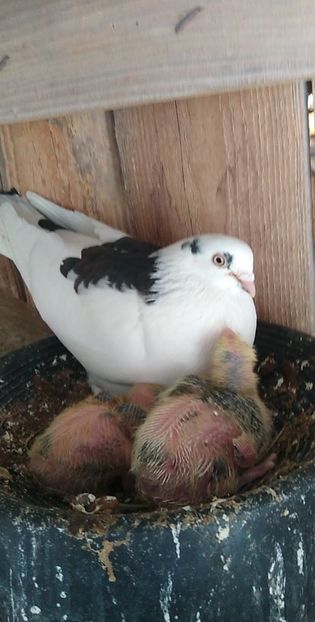 USER_SCOPED_TEMP_DATA_MSGR_PHOTO_FOR_UPLOAD_1616330576917_6779381804086460459 - Porumbeii mei 2021