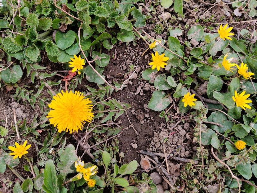 Prima floare de păpădie de anul acesta! - Diverse flori de gradina