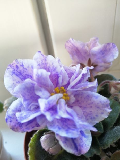  - Rs Morskaya Princessa