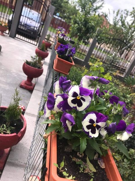 received_1653335818210704 - CURTEA NOASTRĂ