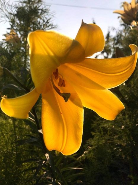 received_3855938547788680 - CURTEA NOASTRĂ