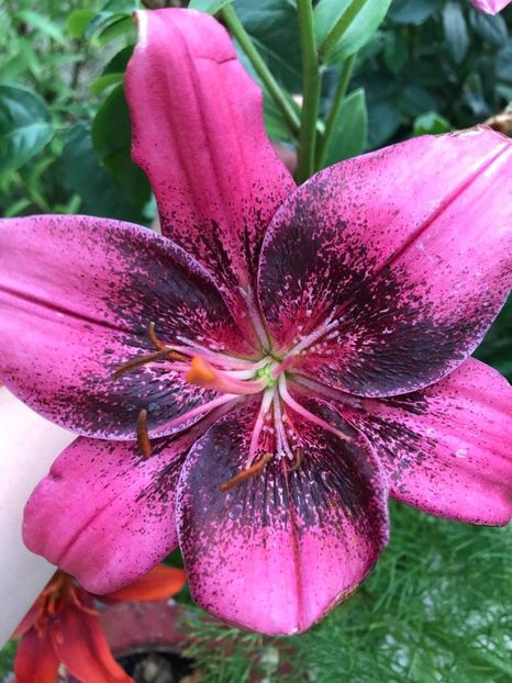 received_3779869648801354 - CURTEA NOASTRĂ