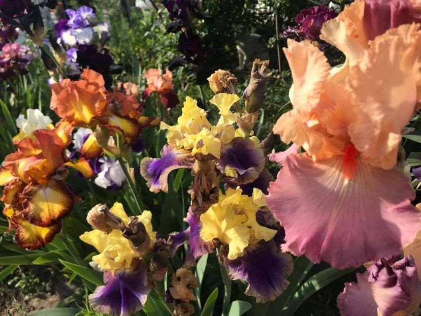 received_896114334455989 - CURTEA NOASTRĂ