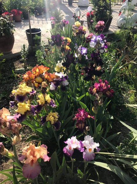 received_1931945583635273 - CURTEA NOASTRĂ