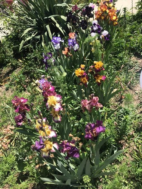 received_503571147337012 - CURTEA NOASTRĂ