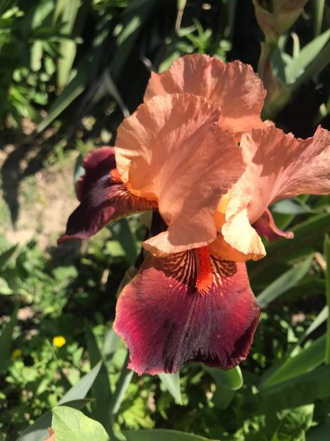 received_1403208550032194 - CURTEA NOASTRĂ