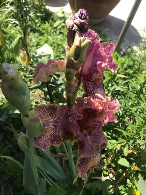 received_2842165852664465 - CURTEA NOASTRĂ