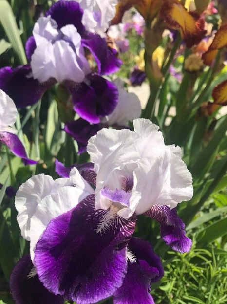 received_440421627262057 - CURTEA NOASTRĂ