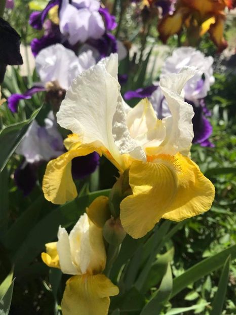 received_169354531687293 - CURTEA NOASTRĂ