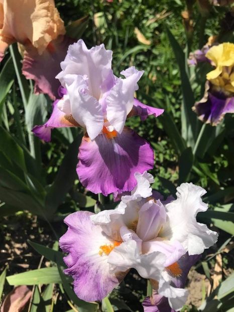 received_901424900678879 - CURTEA NOASTRĂ