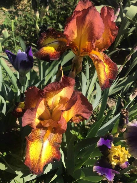 received_232646601891026 - CURTEA NOASTRĂ