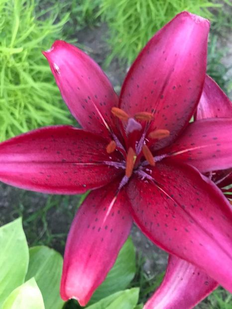 received_503199487339630 - CURTEA NOASTRĂ