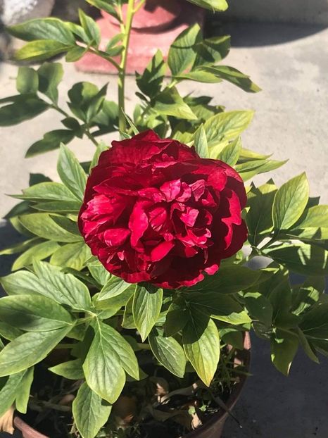 received_174459354399199 - CURTEA NOASTRĂ